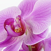 Orchidee (Close Up)