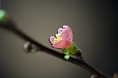 Cherry blossom on branch (close-up)