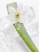 Trieb einer Aloe-Vera-Pflanze mit Blüte auf Eiswürfeln