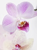 Pinkfarbene Orchideenblüten