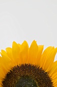 Sonnenblume (Ausschnitt)