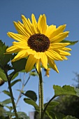 A sunflower against blue sky