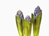 Three hyacinths