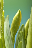 Daffodil bud with dewdrops (close-up)