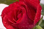 Rote Rose mit Tautropfen (Close Up)