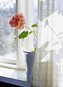 Pink geranium in pot by window