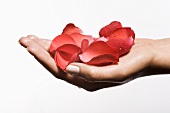 Woman's hand holding rose petals