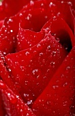 Rote Rose (Nahaufnahme)