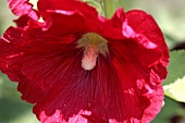 Blüte einer roten Stockrose (Alcea rosea, Malvengewächs)
