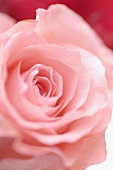 Eine rosafarbene Rose (Nahaufnahme)