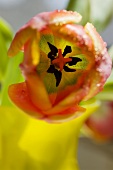 An orange tulip, overhead view