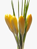 Yellow crocuses