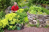 Man picking lady's mantle in herb garden