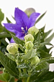 Broad bell flower with buds and drops of water