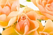 Salmon coloured rose petals with drops of water