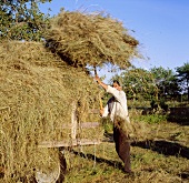 Farmer making hay