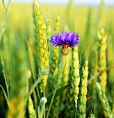 Cornflower in wheat field