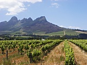 A vineyard in South Africa