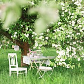 Set garden table below large, blossoming apple tree