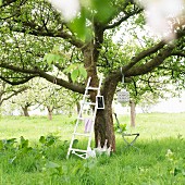 Ladder leaning on blossoming apple tree