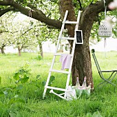 Leiter an blühenden Apfelbaum gelehnt