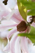 A magnolia hybrid (magnolia x loebneri leonard messel)