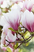 Tulip magnolias (magnolia x soulangeana)