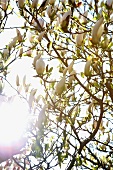 Star magnolias (magnolia stellata 'Keiskei')