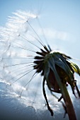 Common dandelion (taraxacum officinale)