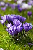 Purple crocuses in a meadow