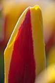 Red and yellow tulip (Tulip Goudstuk)