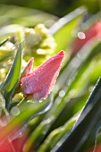 Tulips in the sunshine with morning dew