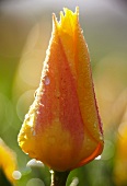 Yellow tulips (Tulipa Chopin) with dewdrops