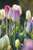 Zweifarbige Tulpen (Tulipa Flaming Purissima)