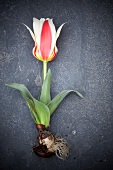 Two tone tulip with bulb lying on a stone floor