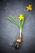 Narcissus with bulb lying on a stone floor