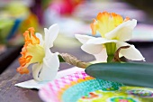 Two white daffodils lying on a colorful paper plate
