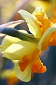 Two tone daffodil (Narcissus Tiritomba)