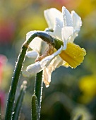 Daffodil with morning dew (close up)