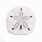 Sand Dollar on a White Background