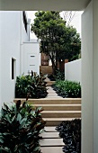 Modern outdoor area with tropical plants in front of a white house facade