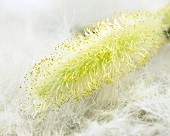 Blooming pussy willow (close up)