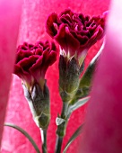 Two pink carnations