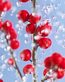 Holly sprig with red berries in water