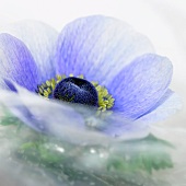 A blue anemone