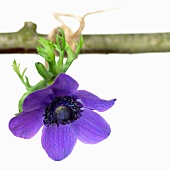An anemone hanging from a twig