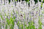 Bees in a lavender field