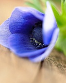 A blue anemone flower (close-up)