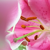 Blütenkelch einer rosafarbenen Lilie (Lilium Sorbonne)