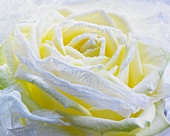 Hoarfrost on a white rose (close-up)